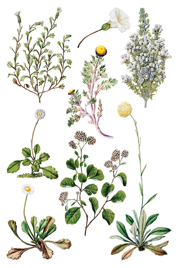 Sarah Featon’s Botanicals IOD Transfer 8x12 Pad