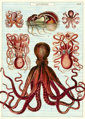 Octopods Wrap