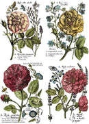 Ladies in Waiting IOD Transfer