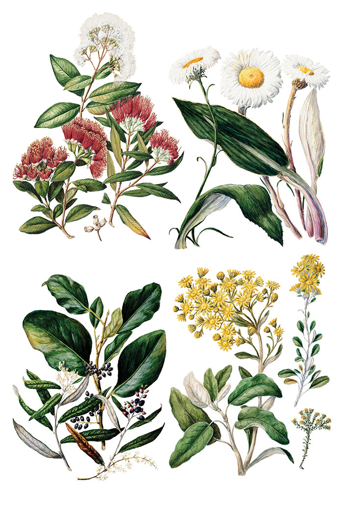 Sarah Featon’s Botanicals IOD Transfer 8x12 Pad