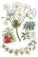 Sarah Featon’s Botanicals IOD Transfer 8x12 Pad