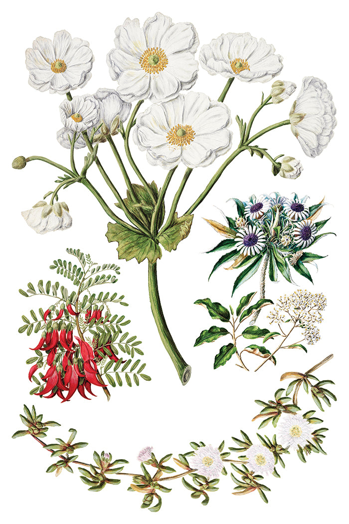 Sarah Featon’s Botanicals IOD Transfer 8x12 Pad