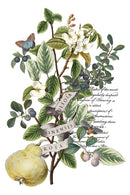 Clementine IOD Transfer 8x12 Pad