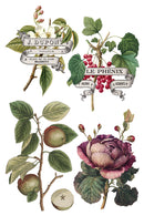 Clementine IOD Transfer 8x12 Pad