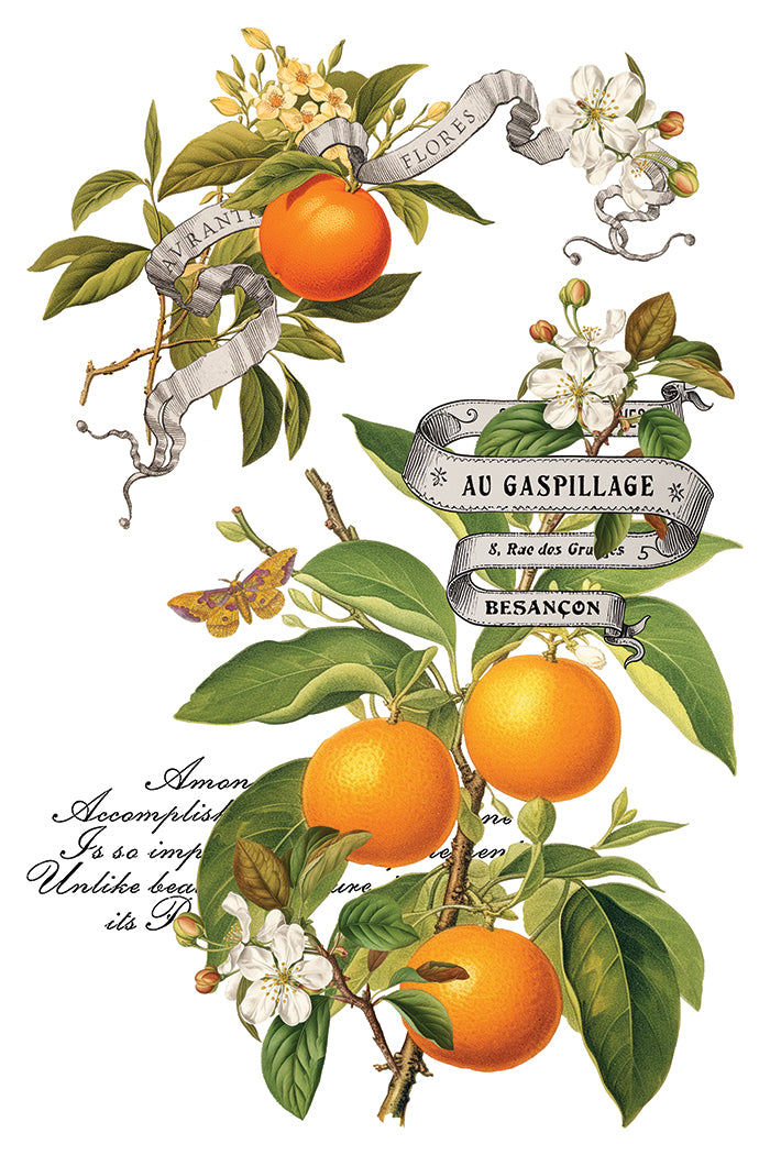 Clementine IOD Transfer 8x12 Pad