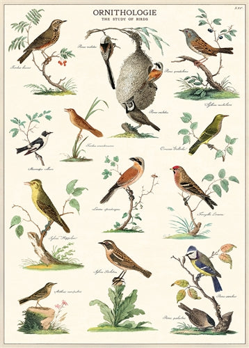 Ornithologie Wrap