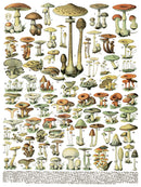 Millot's Pages IOD Transfer