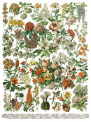 Millot's Pages IOD Transfer