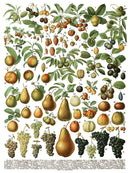 Millot's Pages IOD Transfer