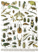 Millot's Pages IOD Transfer