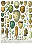 Millot's Pages IOD Transfer