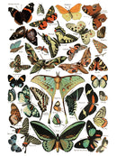 Millot's Pages IOD Transfer